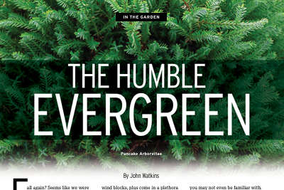 IN THE GARDEN: The Humble Evergreen
